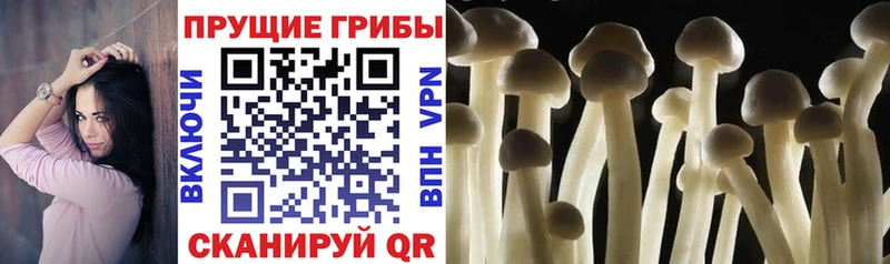 купить   Руза  Псилоцибиновые грибы Psilocybine cubensis 